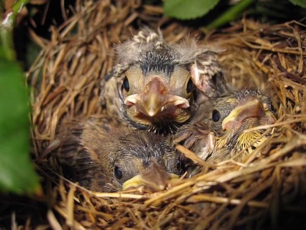 File:Crowded Song Sparrow nest.jpg by Tony Alter from Newport News, USA is licensed under CC BY 2.0.